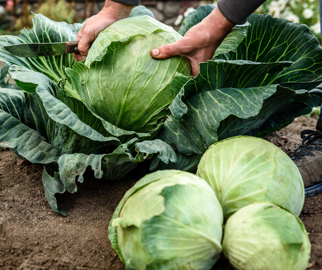 Cabbage Growing Guide