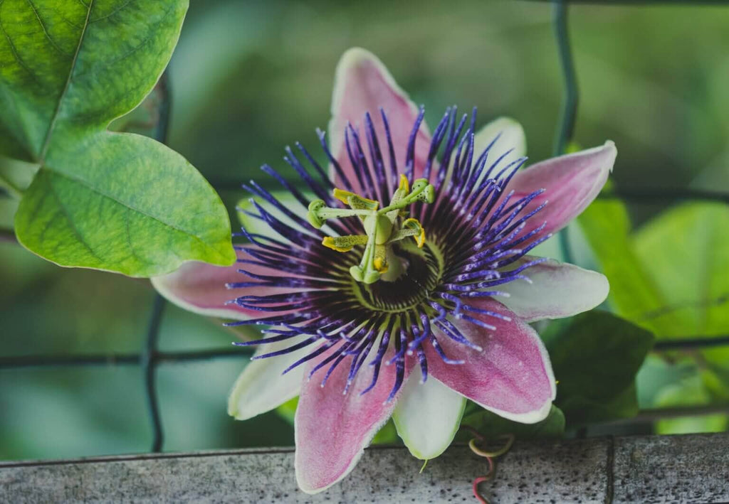 Passion Flower Growing Guide