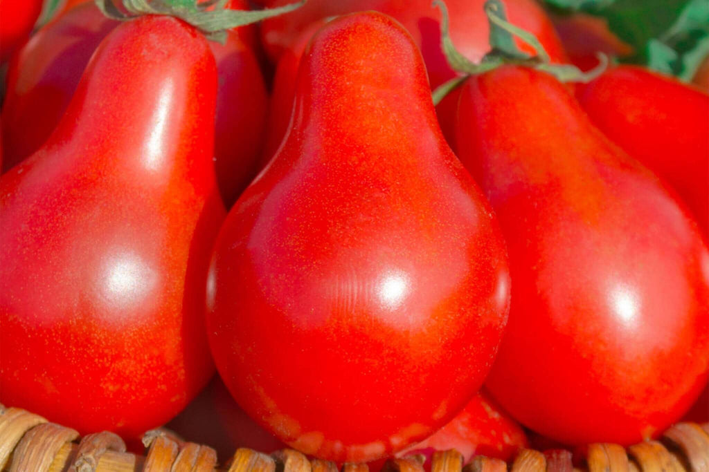 Austin's Red Pear Tomato