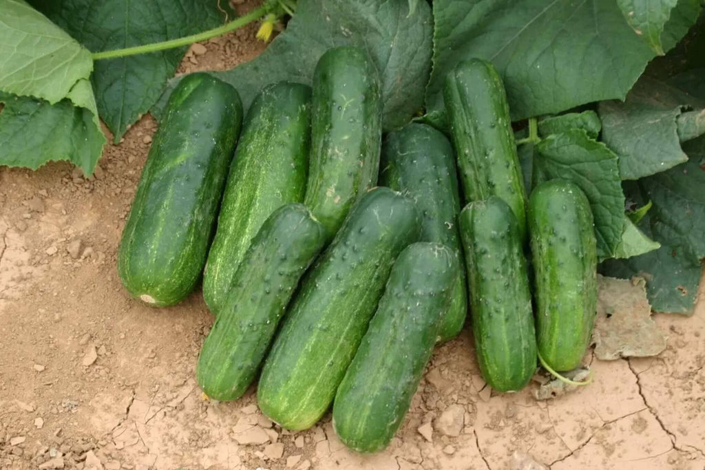 Deli-Star Cucumber