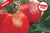 Hossinator Tomato (STM2255)