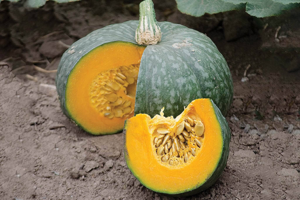 Kabocha Squash