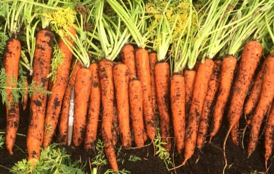 Orange Blaze Carrot