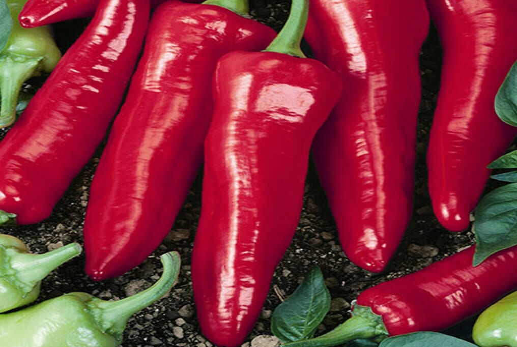 Big Jim Pepper