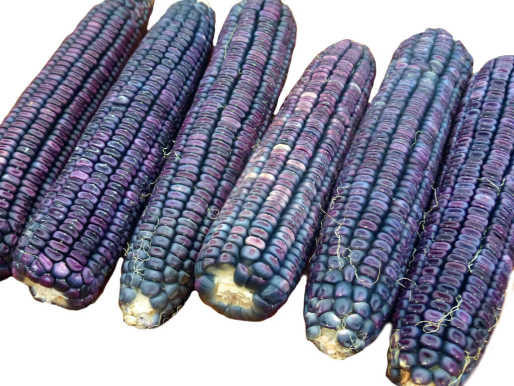 Ohio Blue Corn