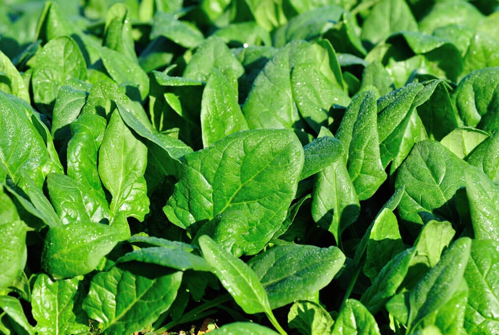 FanTail Spinach