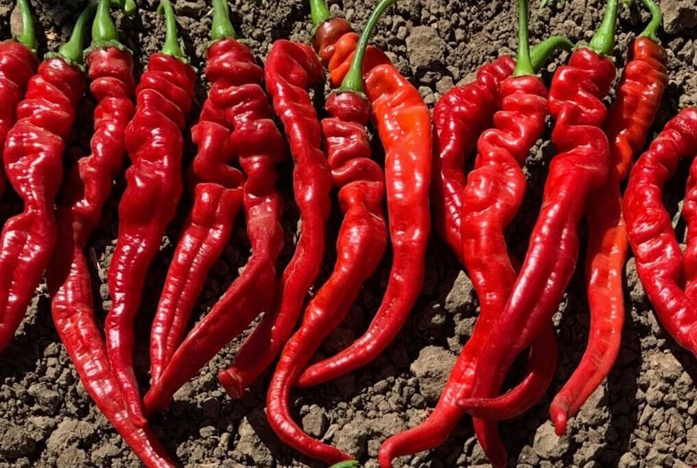 Iberia Cayenne Pepper