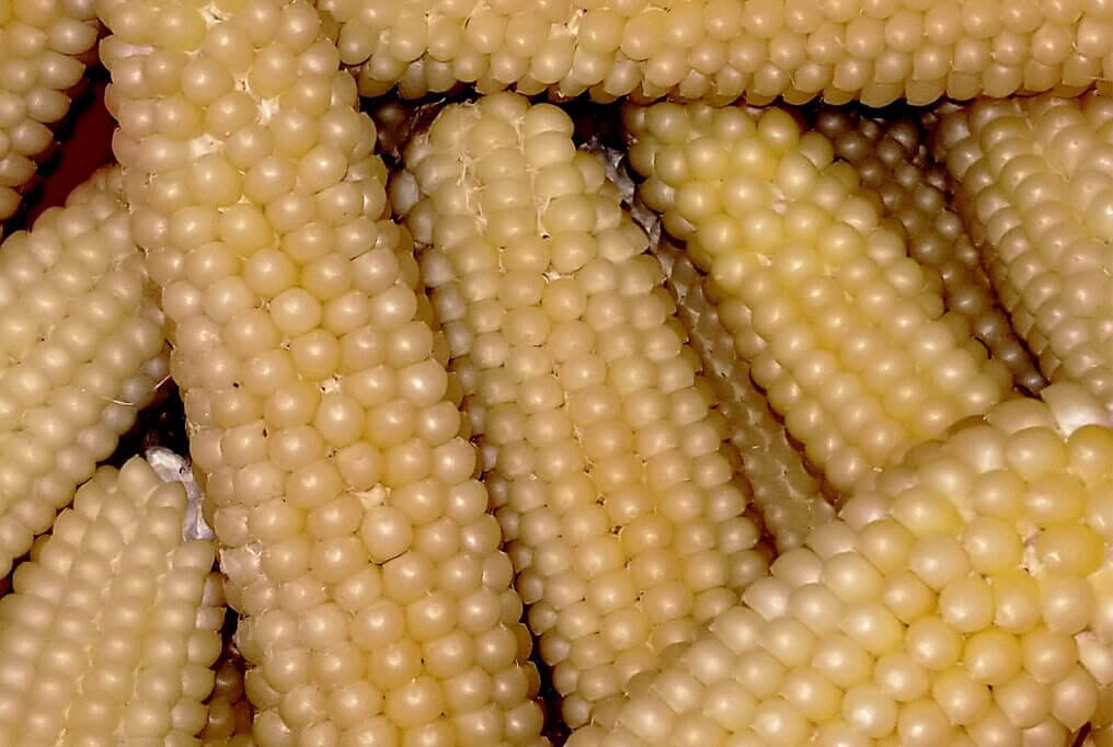Japanese Hulless Popcorn