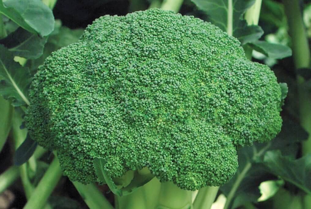 Marathon Broccoli