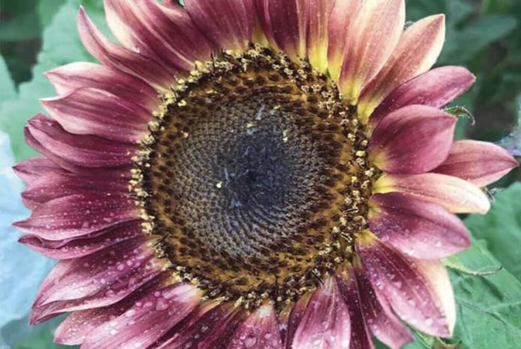 ProCut&reg; Plum Sunflower