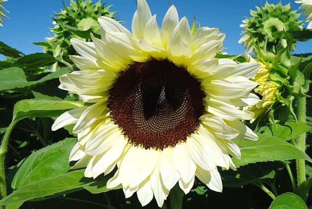 ProCut&reg; White Nite Sunflower