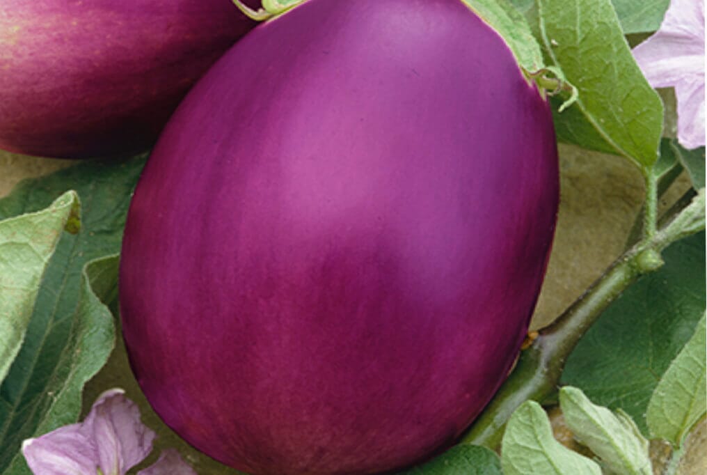 Rosalina Eggplant