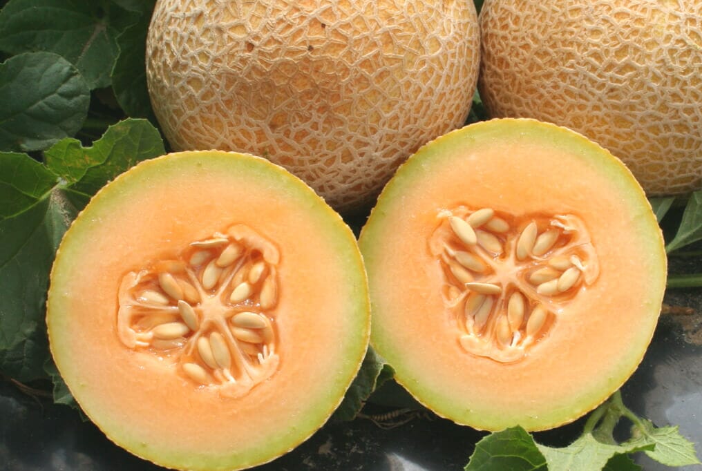 Tasty Bites Melon