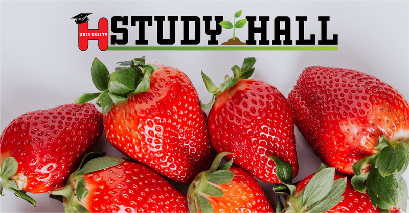HOSS-Strawberry-Guide