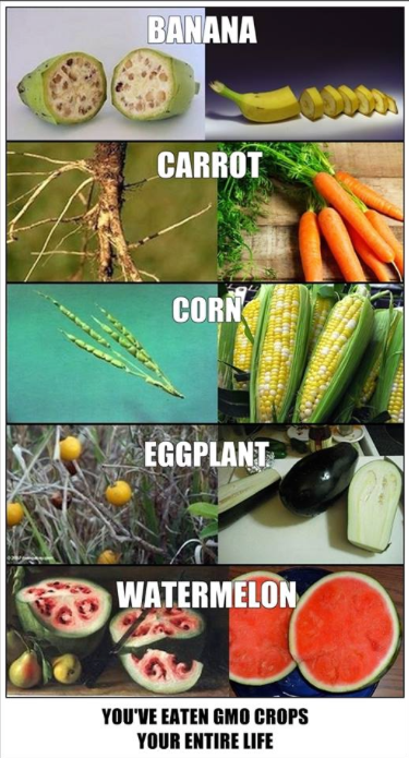 GMO-seed