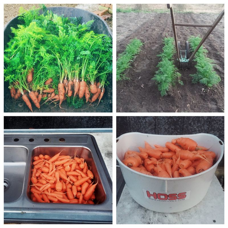 pelleted-carrot-seed-2